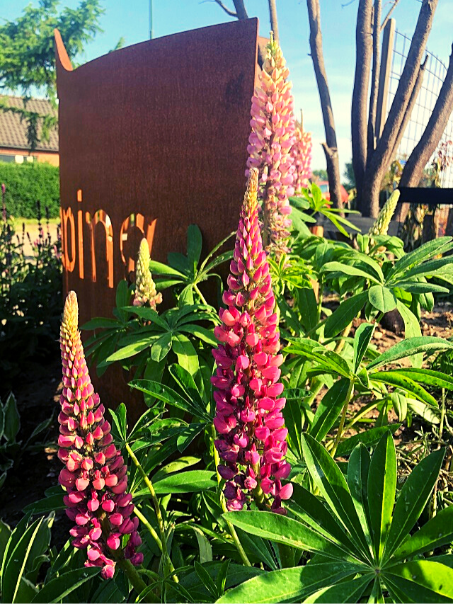 https://starlandscaping.nl/wp-content/uploads/2021/10/website-lupine.png